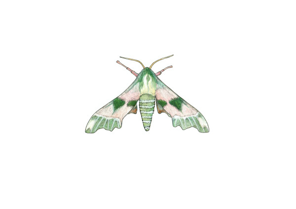 Lime Hawk Moth